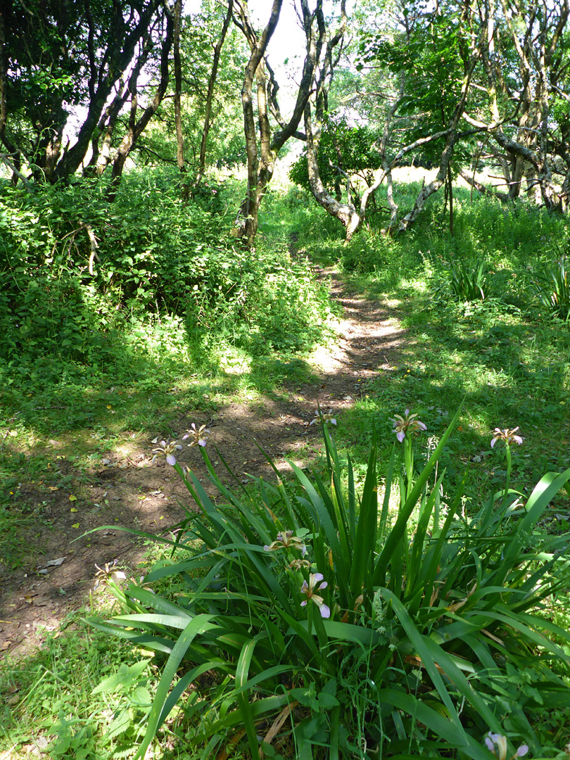 Iris beside a path