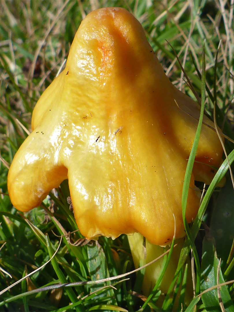 Persistent waxcap