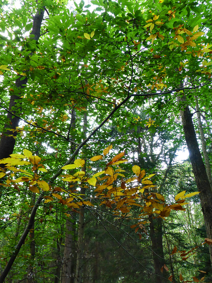 Beech leaves