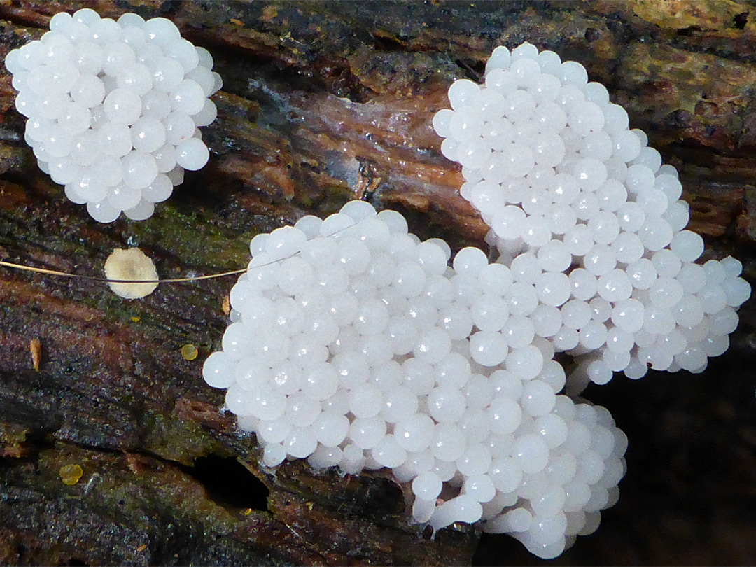 White carnival candy slime mold