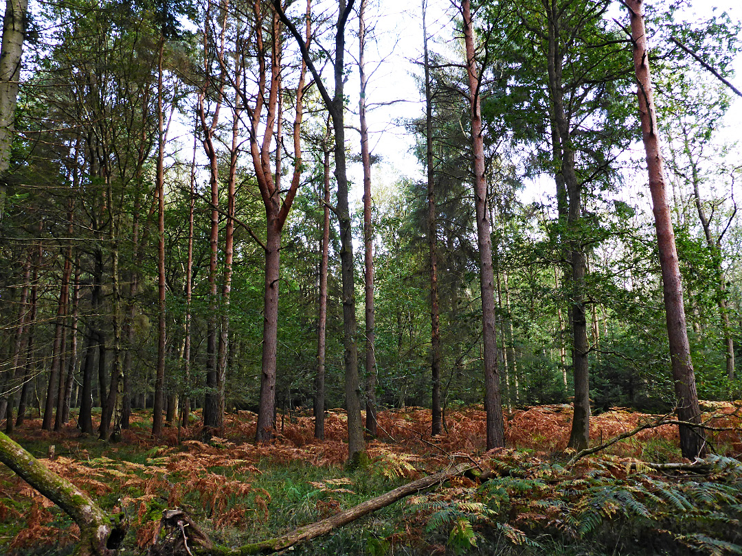 Conifers and ferns