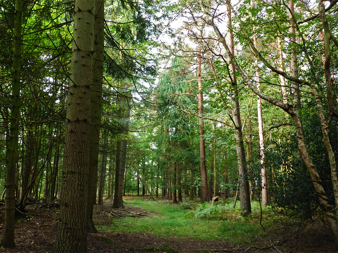 Closely-spaced trees