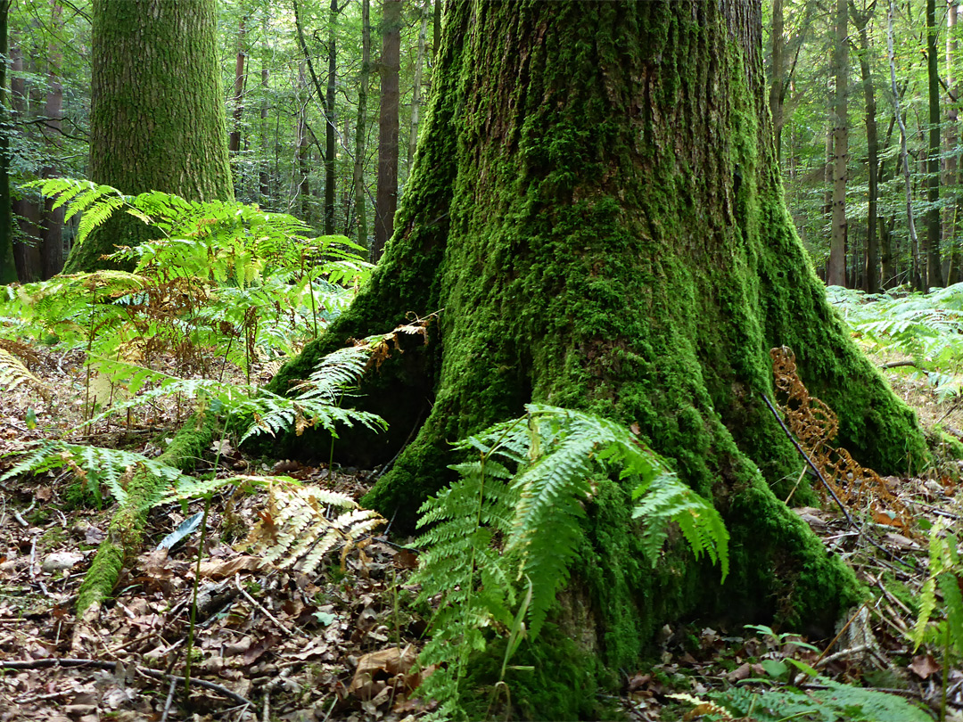 Mossy tree