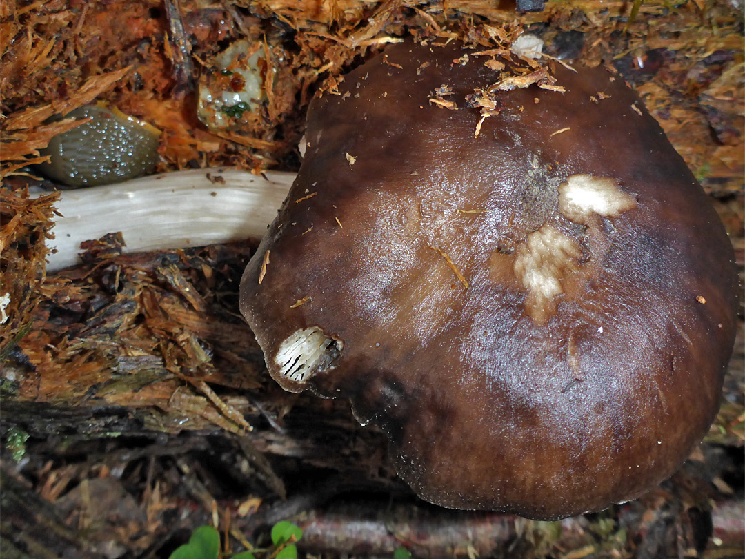 Shield mushroom