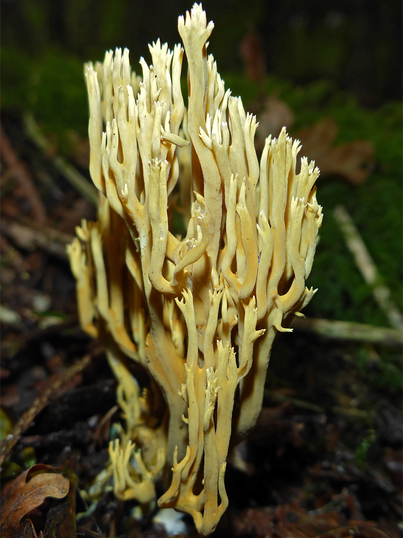 Upright coral fungus