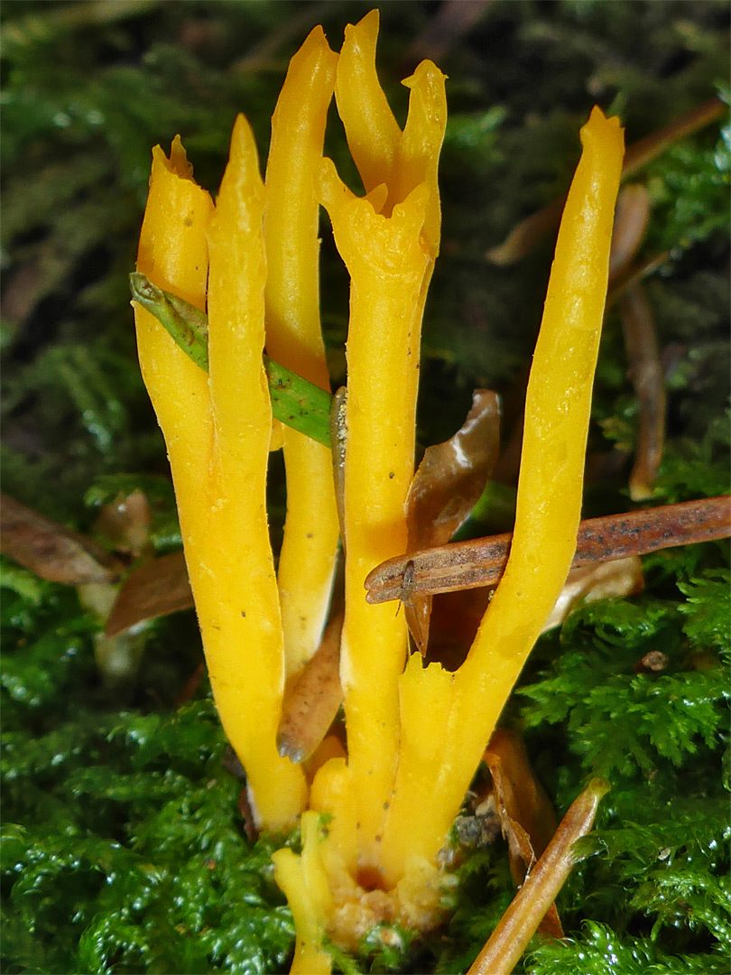 Yellow stagshorn