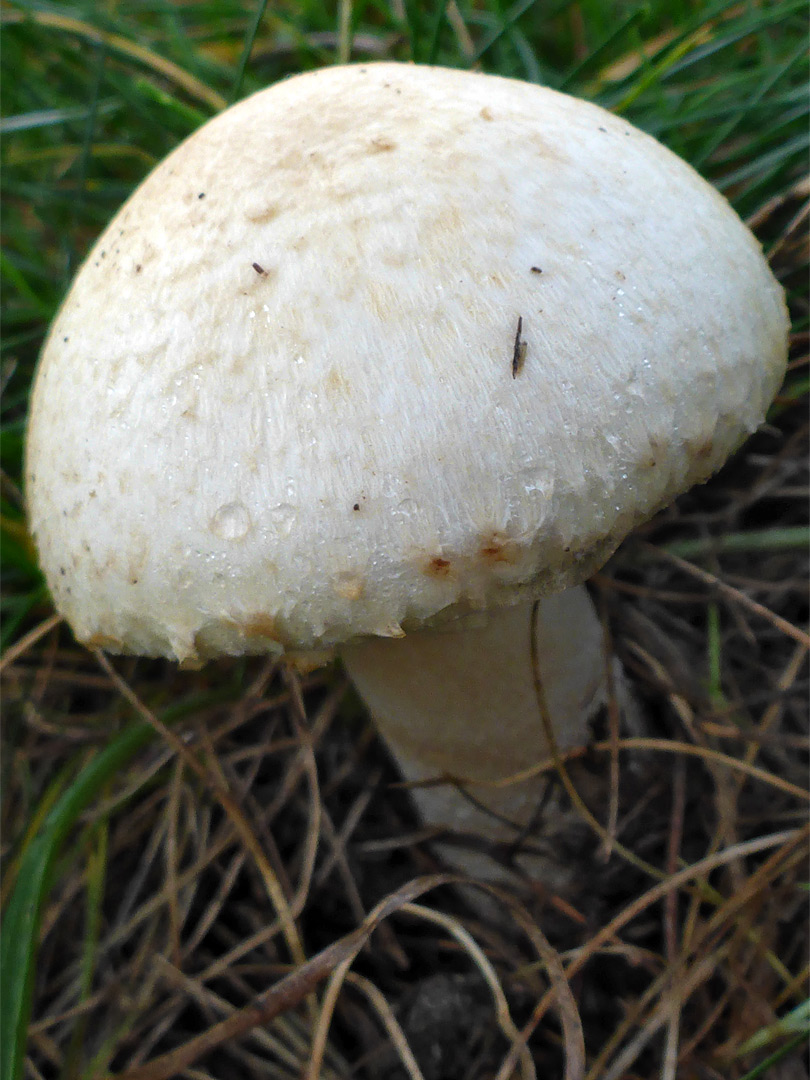 Horse mushroom