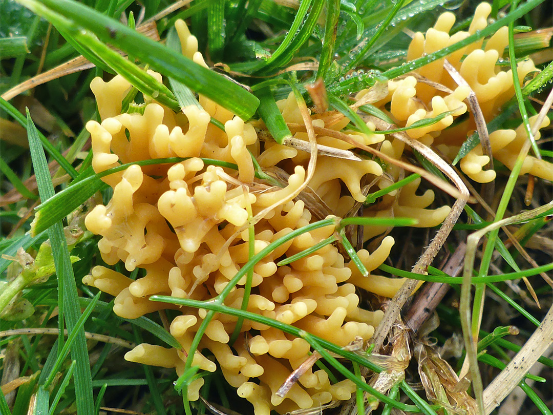 Meadow coral