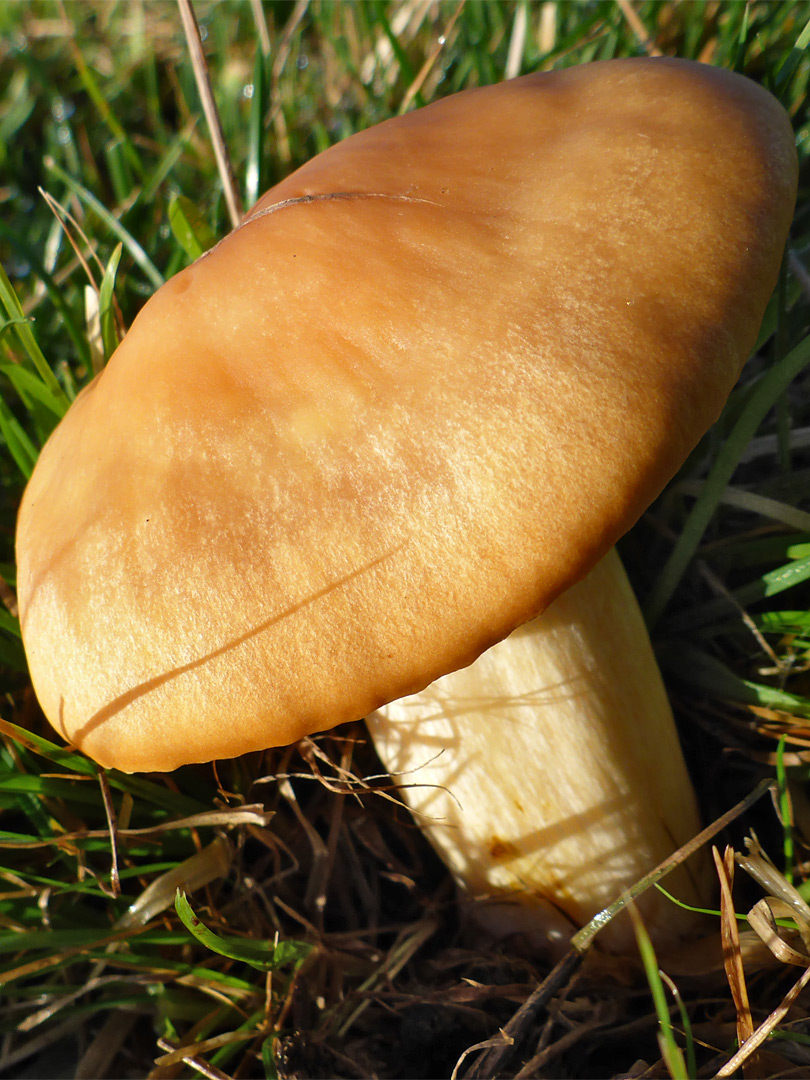 Meadow waxcap