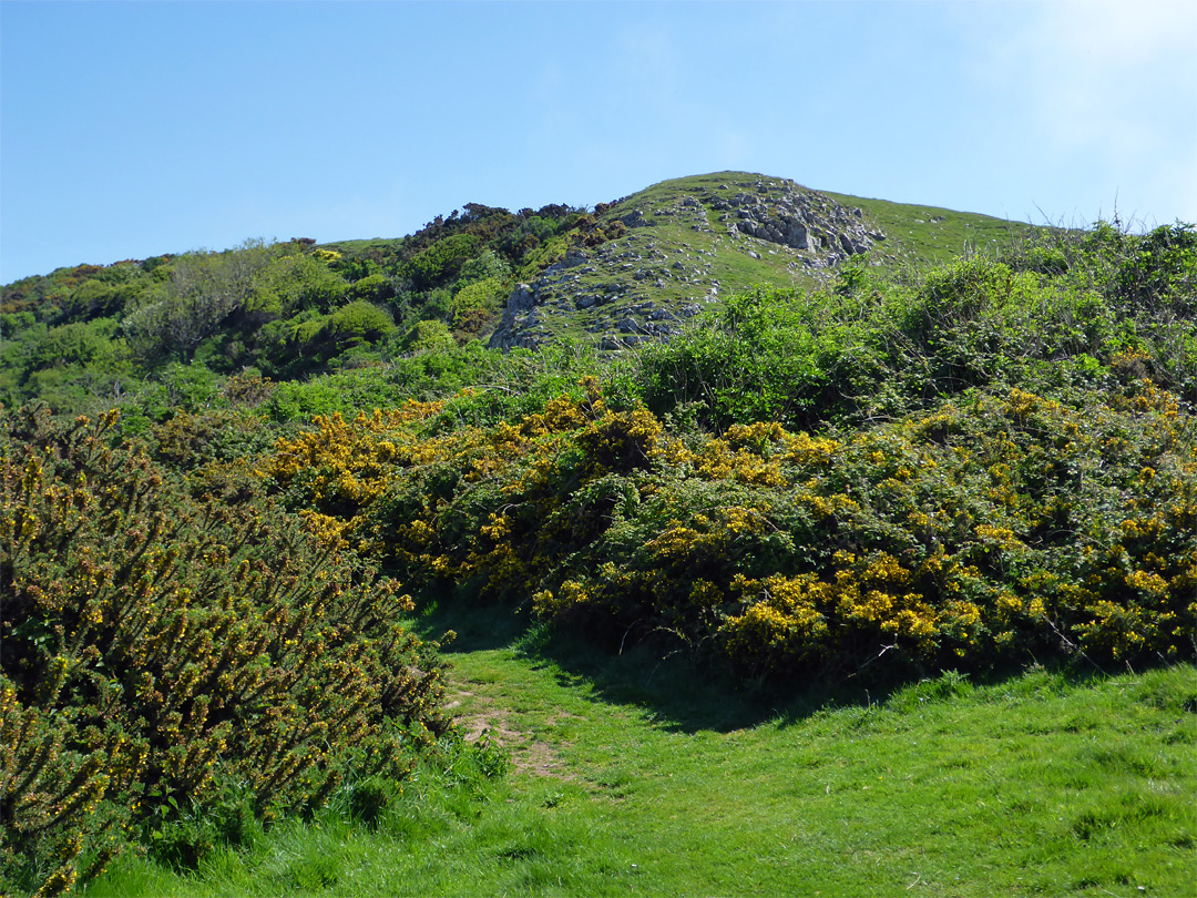 Path through gorse