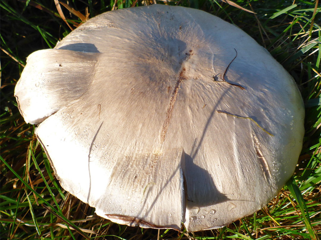 Stubble rosegill - cap