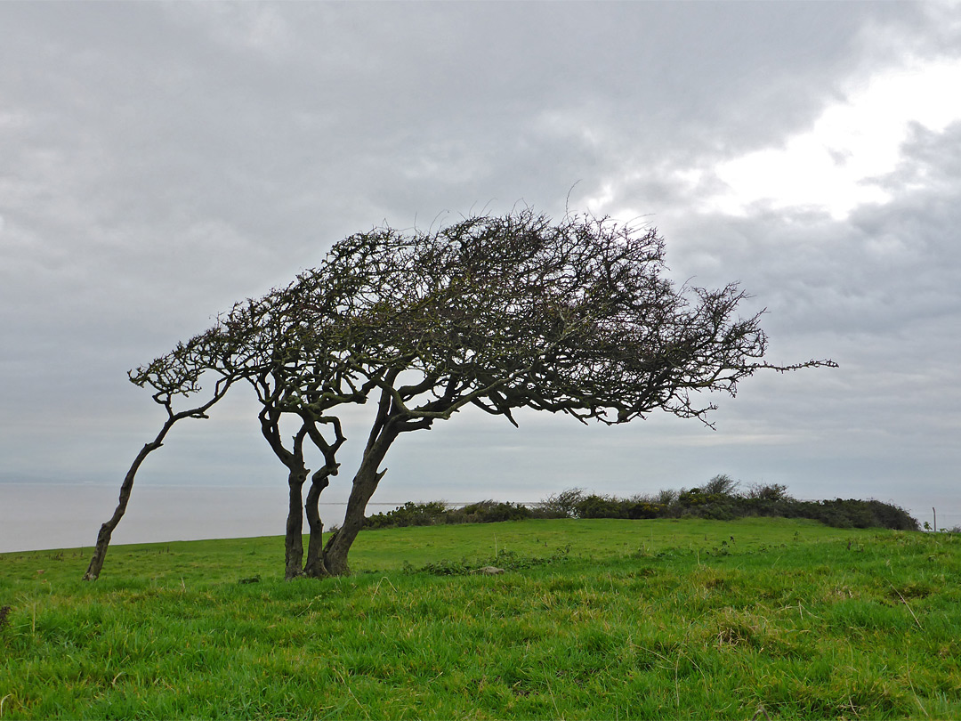 Wind-shaped trees