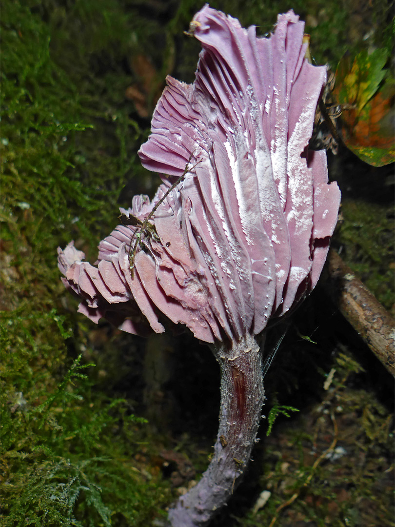 Amethyst deceiver