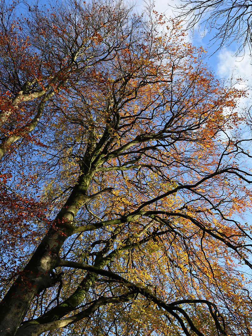 Sparse leaves