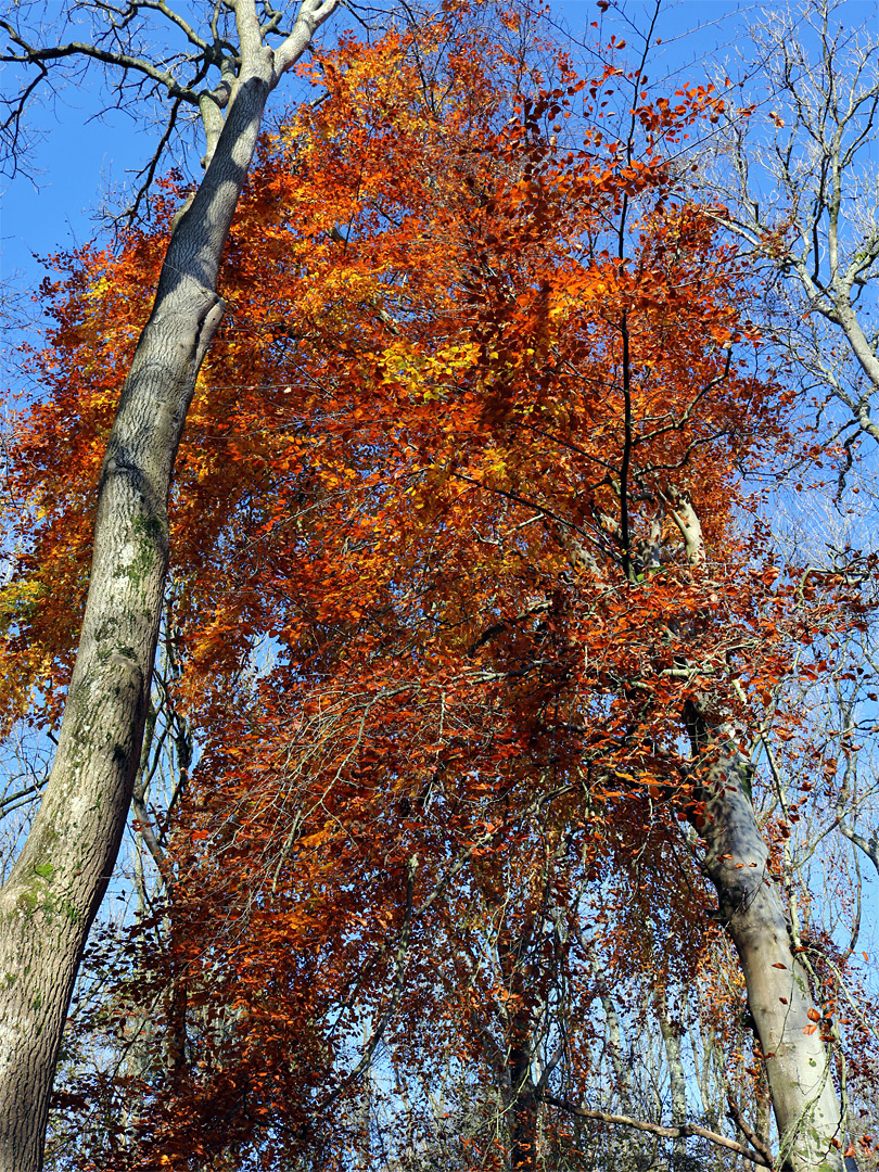 Orange-red leaves