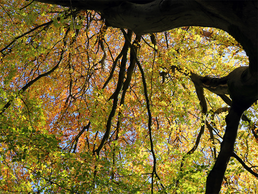 Green and orange leaves