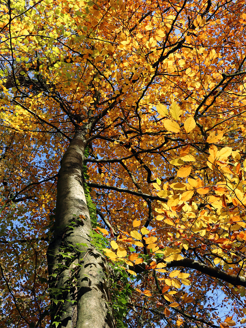 Beech tree