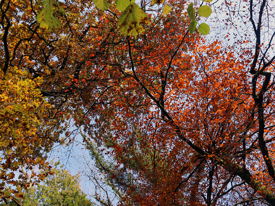 Reddish leaves