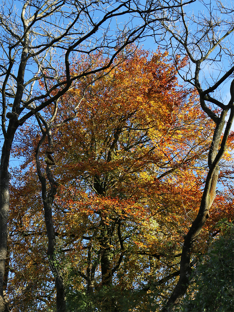 Tall trees