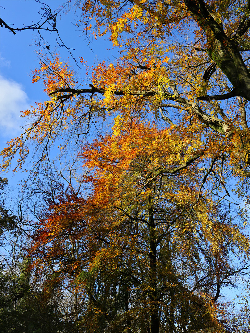 Leaves and branches