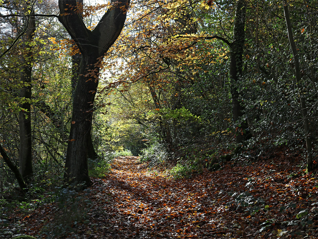 Path north of the stream