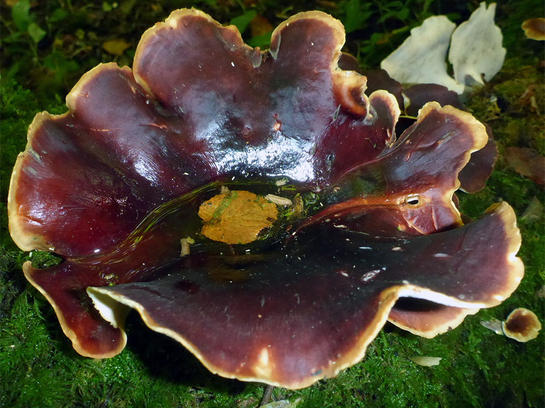 Bay polypore - cap