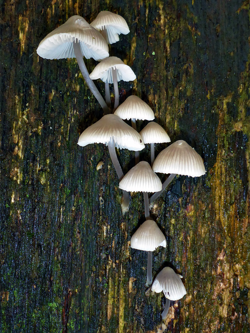 Mushrooms on a dead tree