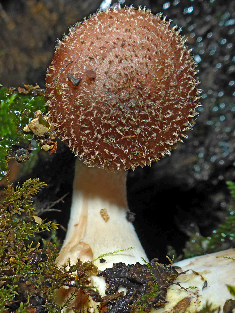 Bulbous honey fungus