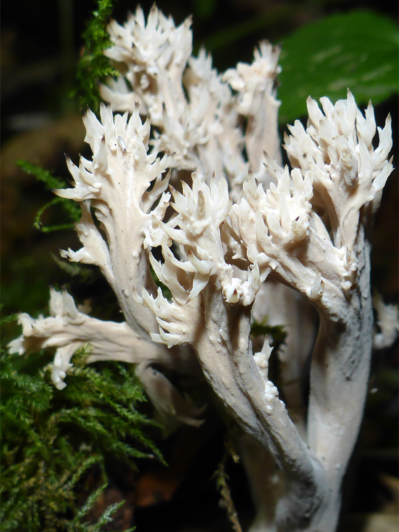 Crested coral