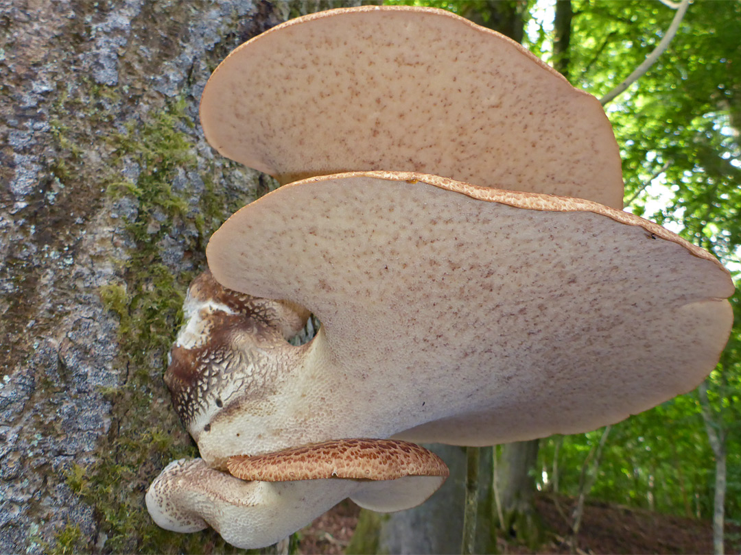 Dryad's saddle