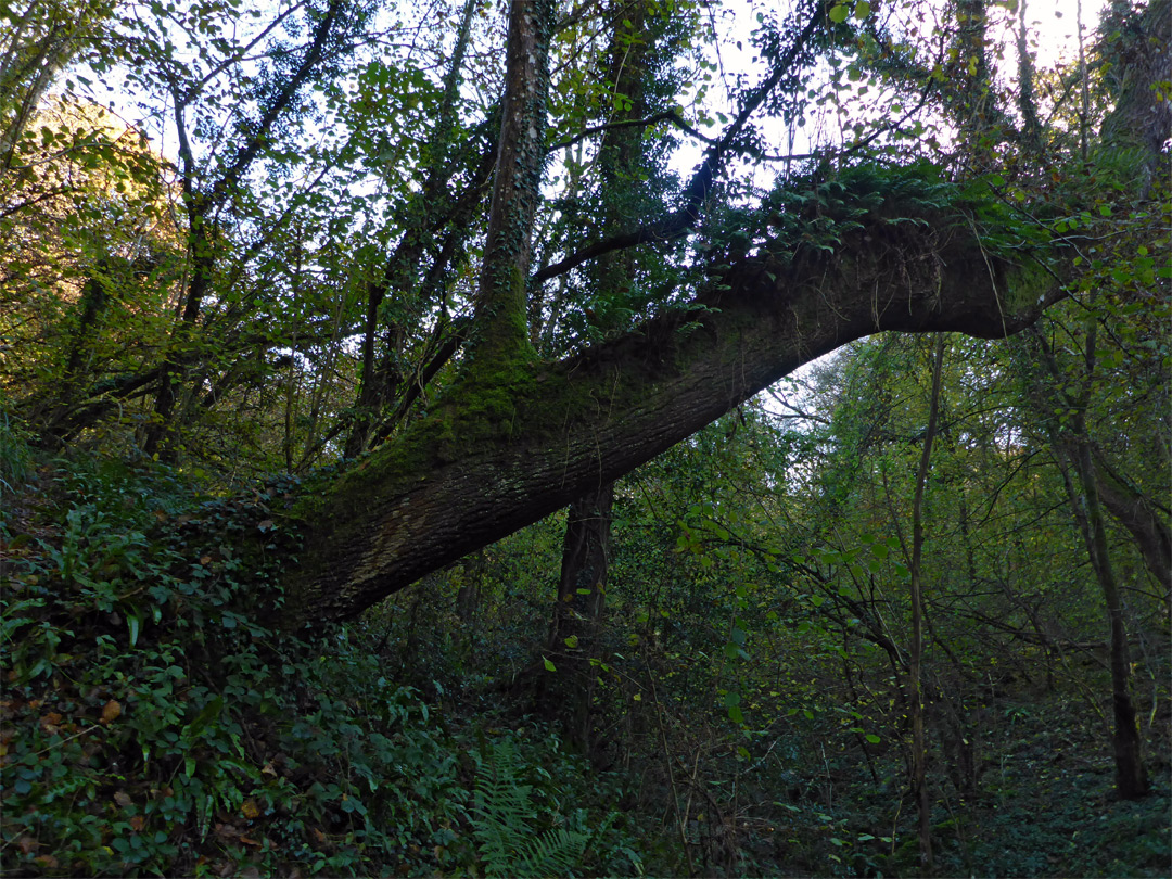 Tree and ferns