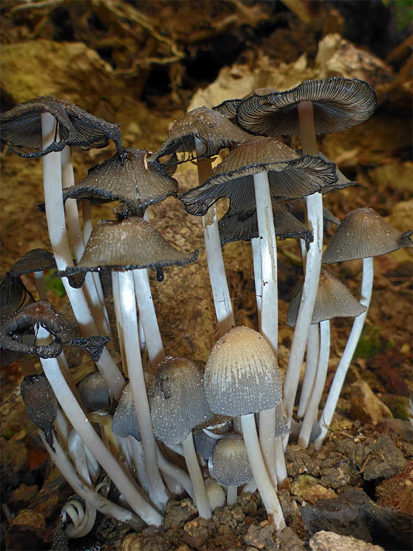 Glistening inkcap