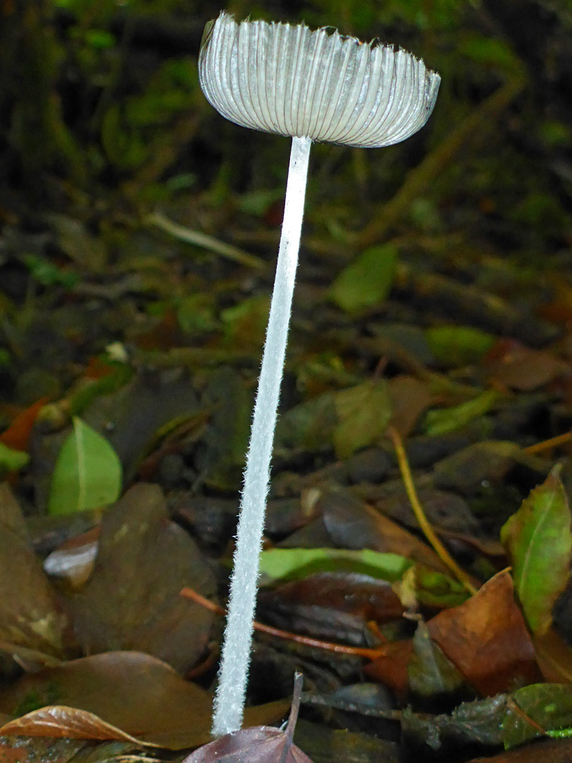 Hare's-foot inkcap - stem