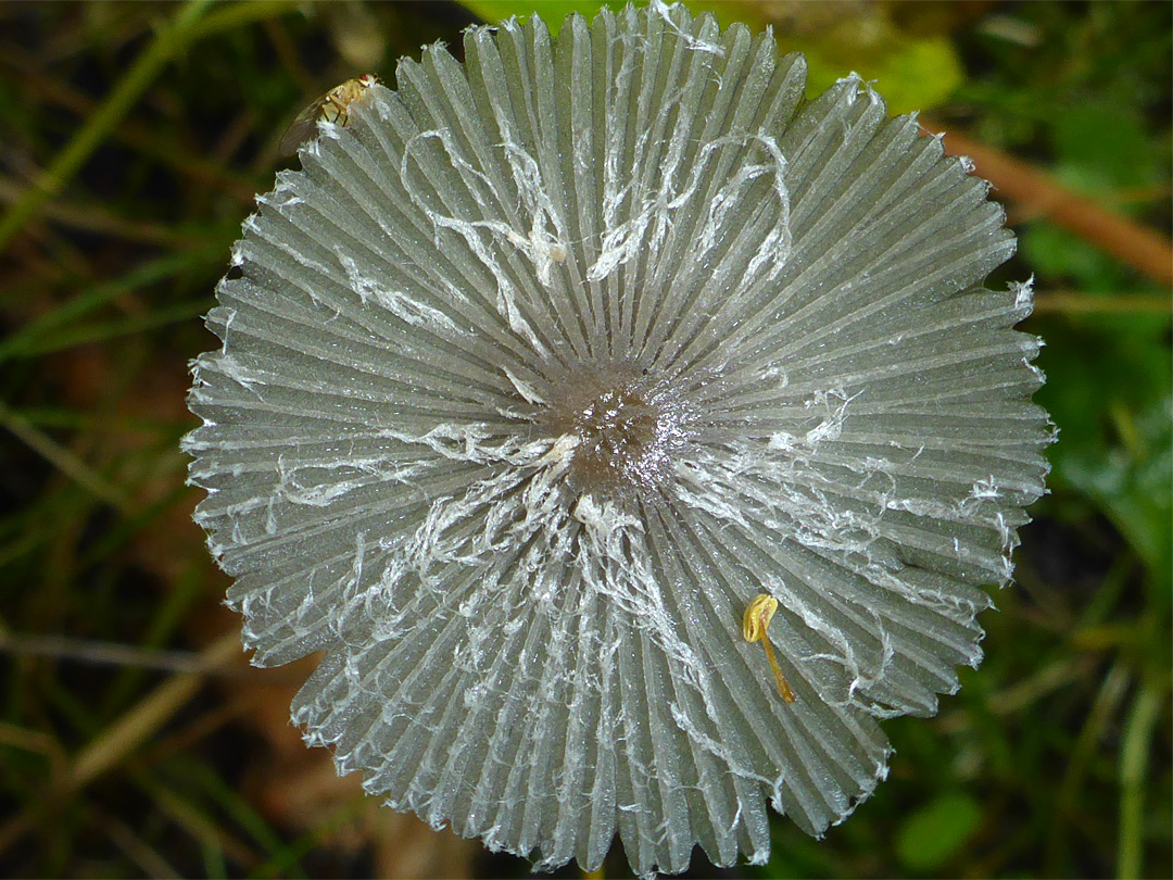 Hare's-foot inkcap - cap