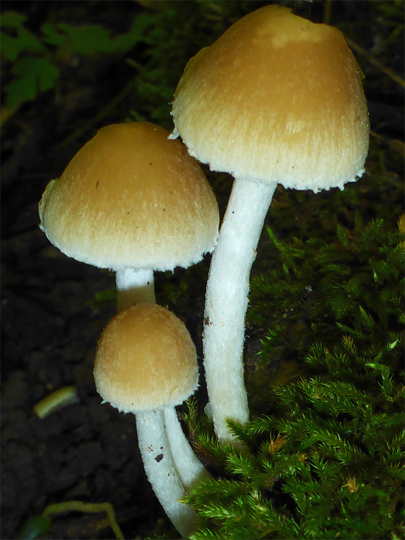 Pale brittlestem