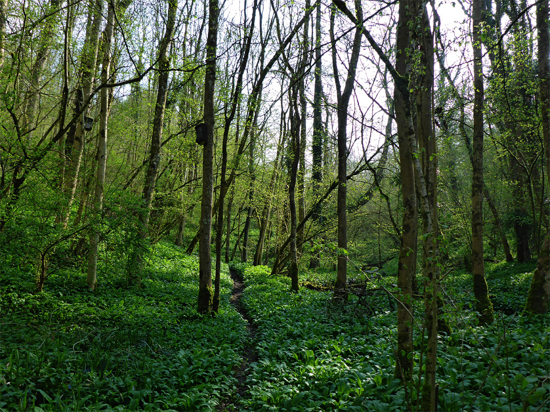 Path near the stream