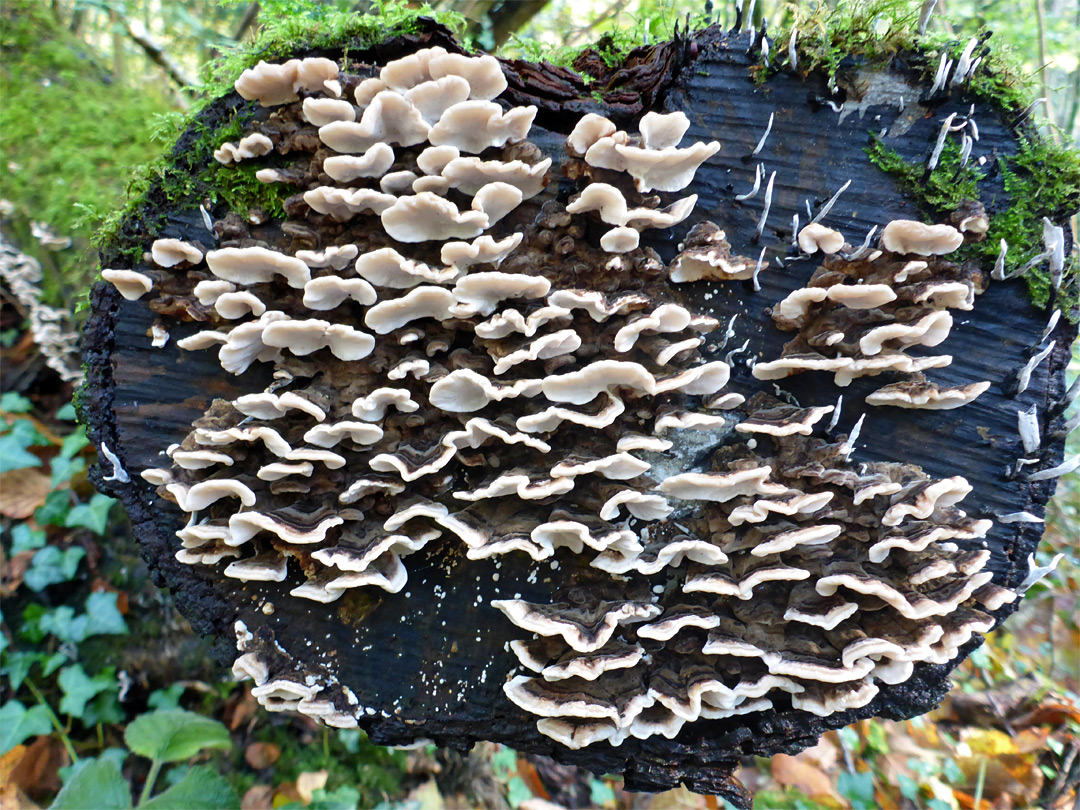 Turkey tail