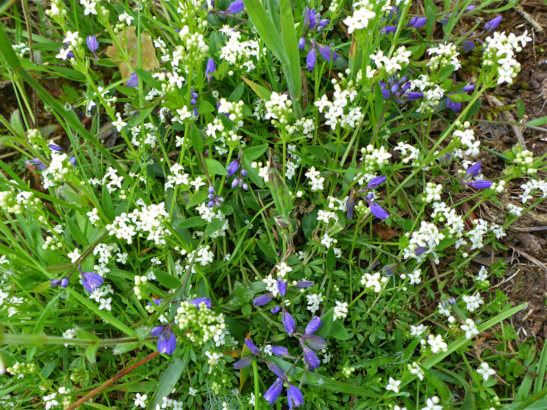 Milkwort and bedstraw