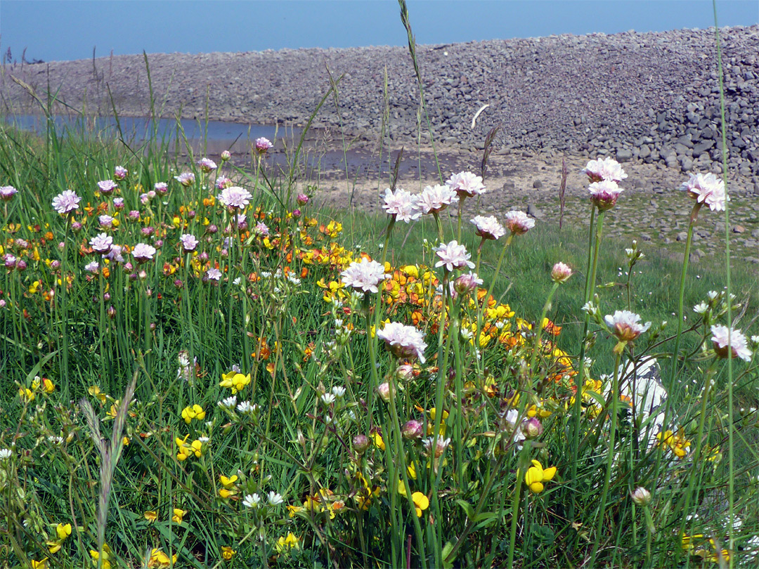 Varied wildflowers