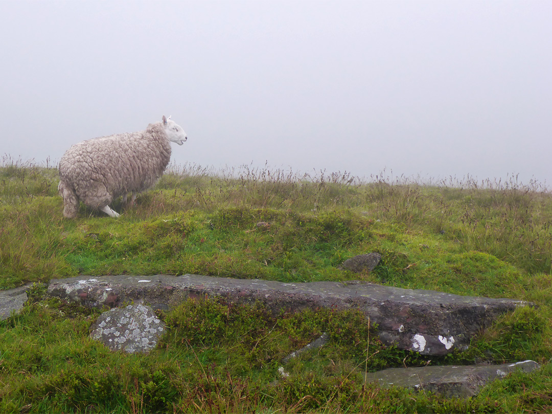 Misty sheep