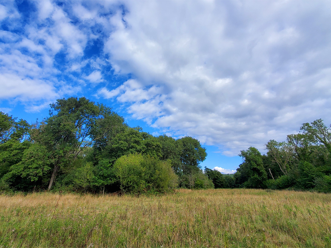 Meadow