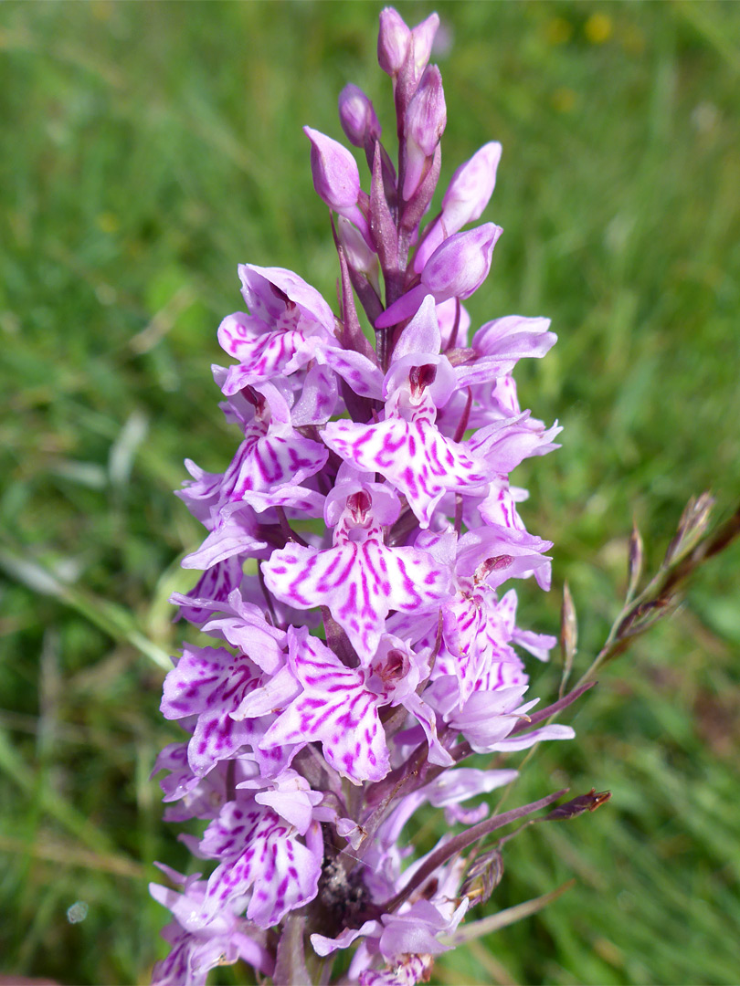 Common spotted orchid