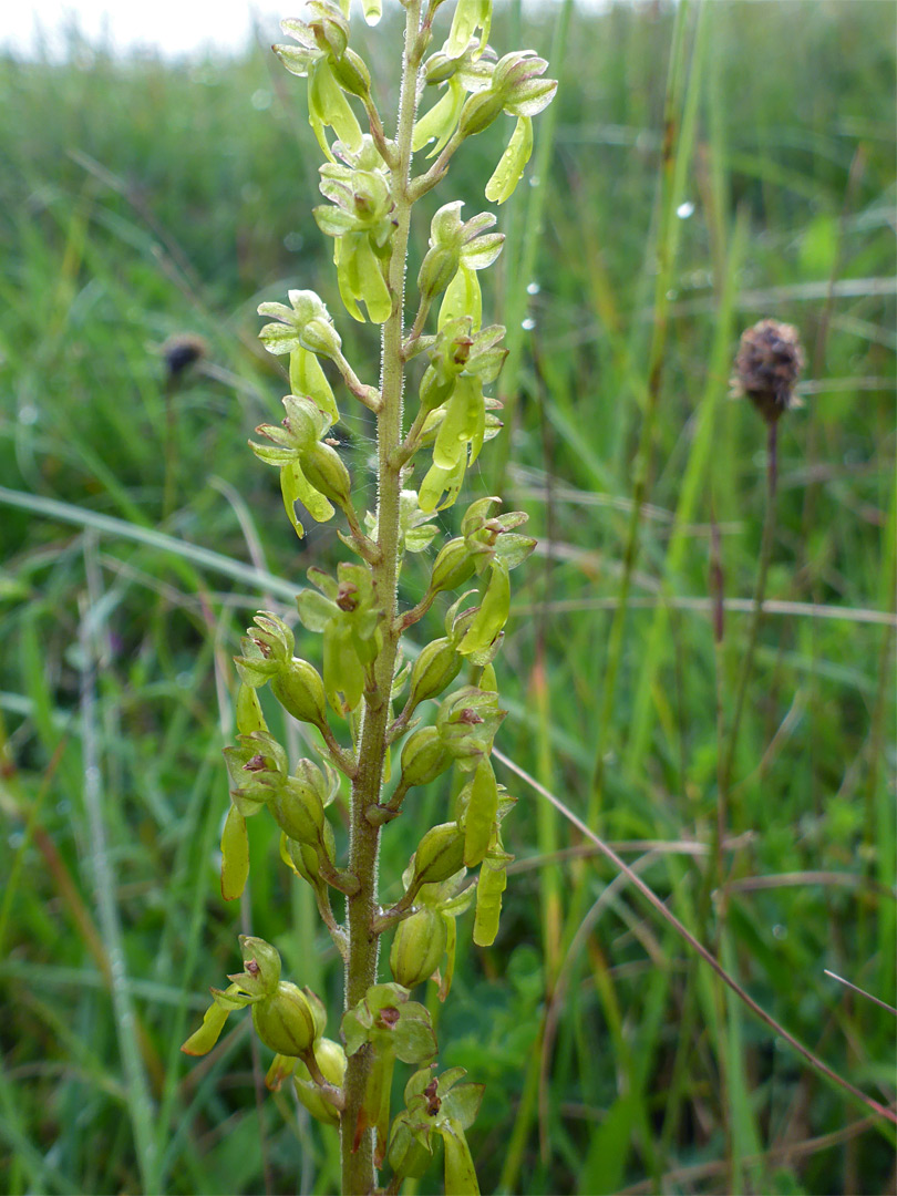 Common twayblade