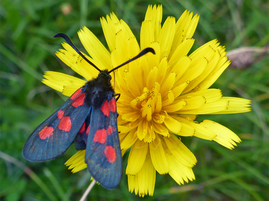 Five-spot burnet moth