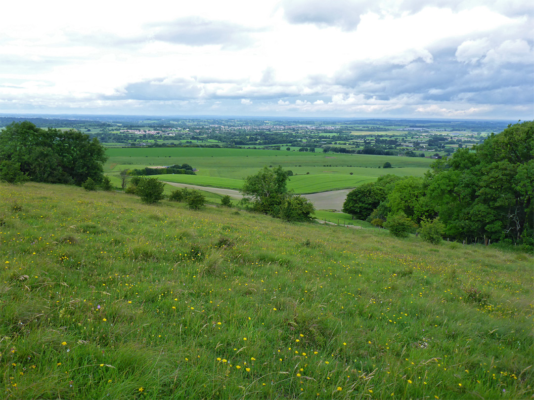 Grassland