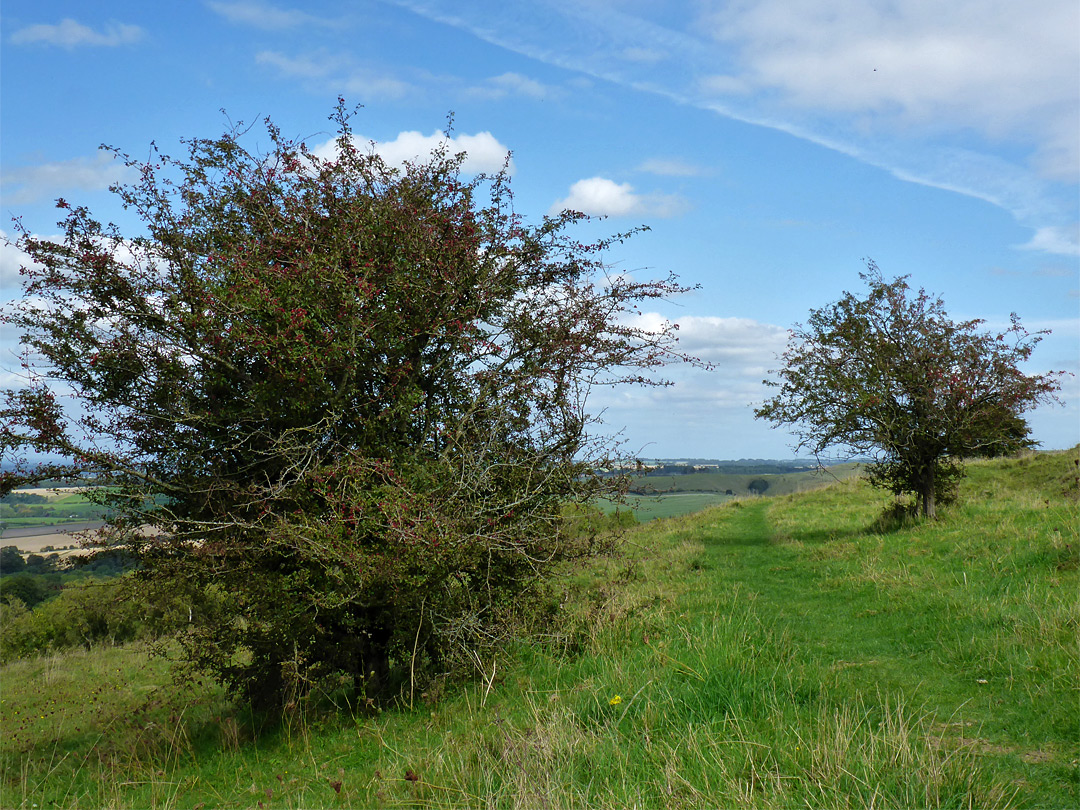 Two trees