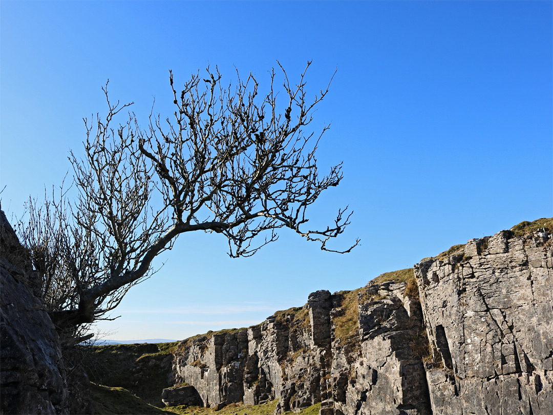 Tree beside the moat