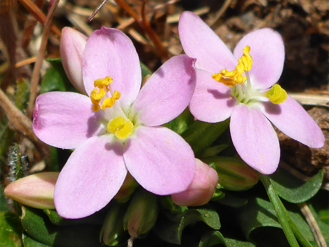 Common centaury