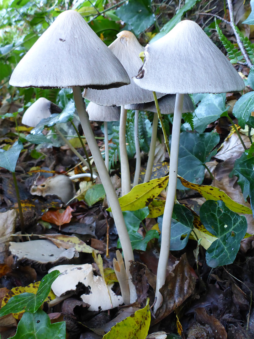 Common inkcap