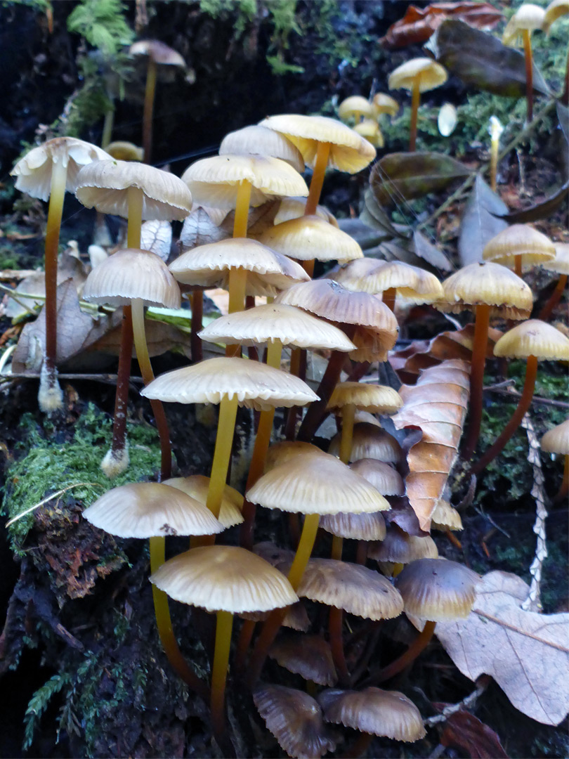 Mycena